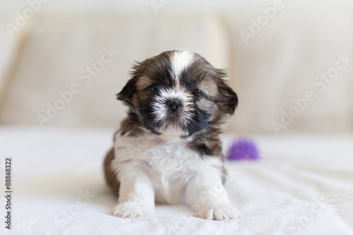 Little brave shih-tzu puppy