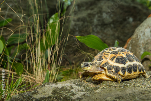 Spider Tortoise