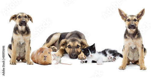 Puppy and kitten and rodents