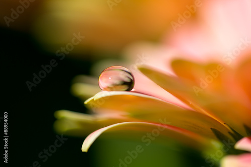 Orange flower and droplet