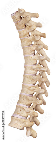 medically accurate illustration of the thoracic spine