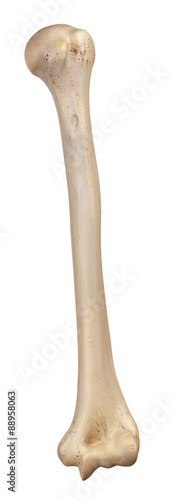 medically accurate illustration of the humerus