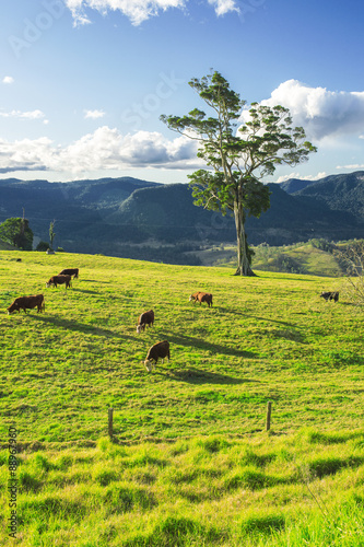 A heard of cows in the paddock during the day in Queensland