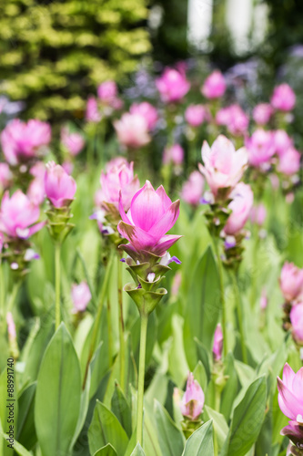 Siam Tulip flower in garden