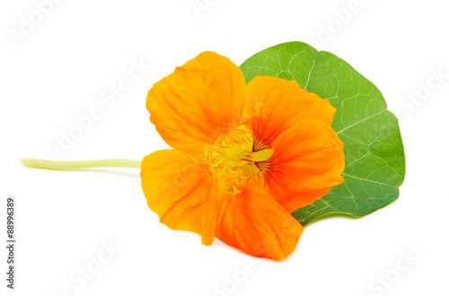 Nasturtium Orange flower