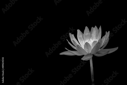 lotus on black background,B&W