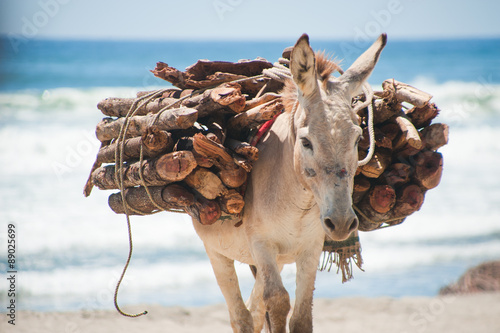 Packesel trägt Holz am Strand