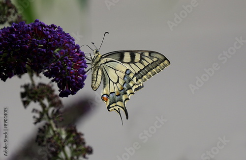 Schwalbenschwanz auf Sommerflieder, Schmetterling