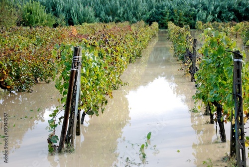 alluvione,campi e vigne allagati