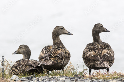 Three female eider ducks