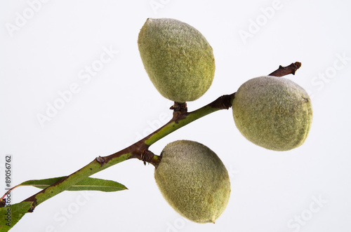 almond branch