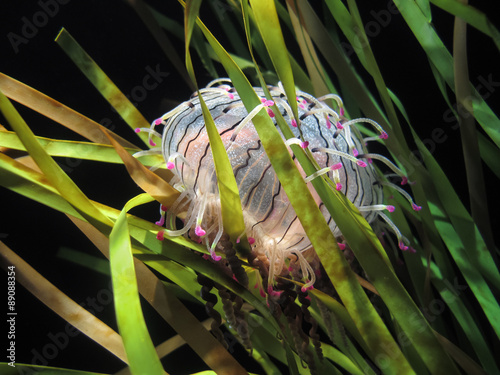 Flower Hat Jellyfish, or Olindias formosa, with striped body and pink-tipped tentacles