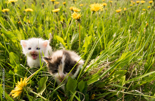 little happy, smiling kittens playing on green spring grass with yellow flowers