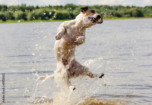 Summer fun in water with a dog
