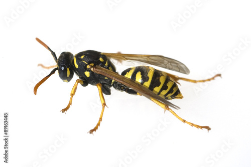 Wespe; Vespula; germanica;