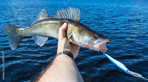 Walleye fish caught on wobbler bait