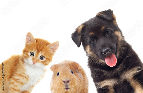 kitten and puppy and guinea pig looking