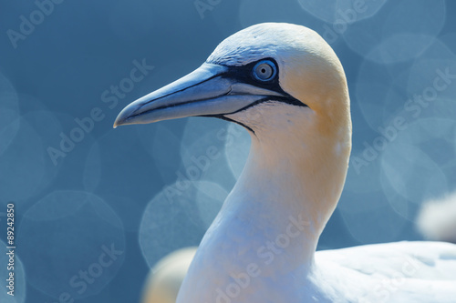 Northern gannet (Morus bassanus), Helgoland island ,Germany