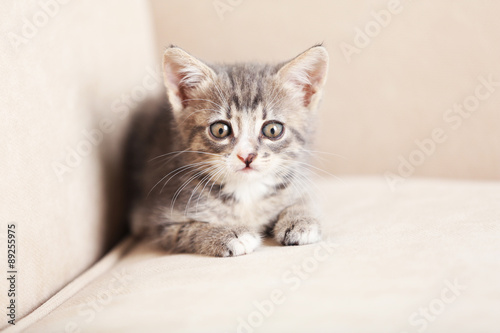 Cute gray kitten at home