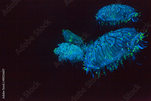 Flower hat jellyfish, Olindias formosa, is a blue, green, pink – multi colored jelly – that can be found off southern Japan. 