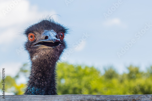 Frontal view of head of emu