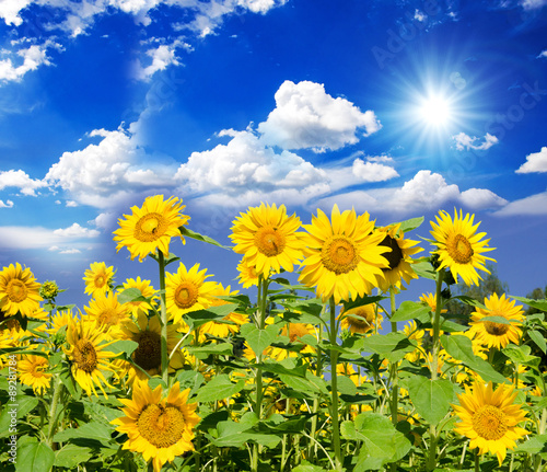 sunflowers: color of summer :)