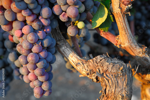 Italian red wine grape ready for gathering in sunset light