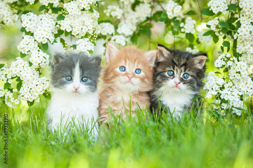 Three little kittens sitting near white flowers