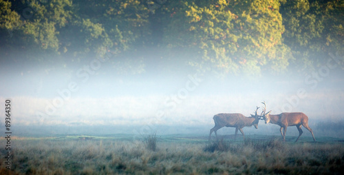 two red stags sparing in the morning mist