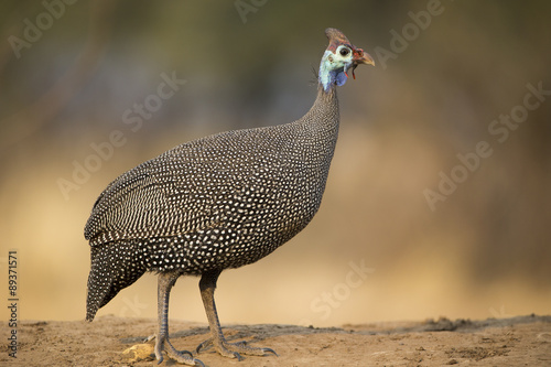 Perlhuhn in der Savanne