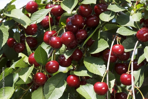 Sour cherries on a tree