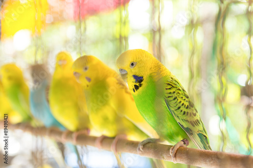 Budgerigar in birdcage