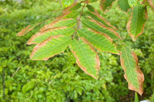 Leaf blight of Nephelium lappaceum or rambutan lack of potassium