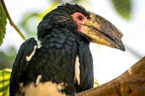 Trumpeter hornbill (Bycanistes-bucinator)