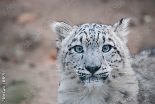 snow leopard