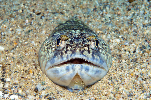 trachinus draco, pesce lucertola in attesa della preda