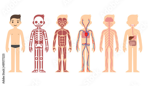 Stylized male body anatomy chart: skeletal, muscular, circulatory, nervous and digestive systems. Flat cartoon style.