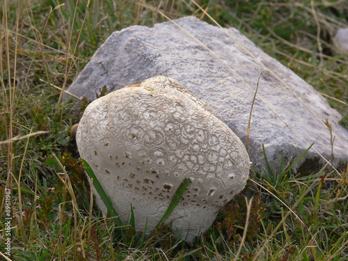 fungo Vescia a scacchi (Calvatia utriformis)