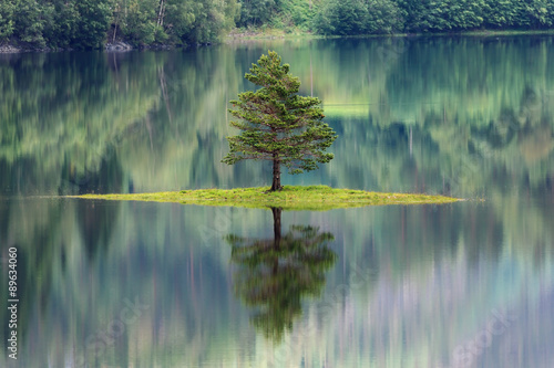 Sapin se reflétant dans un lac en Norvège