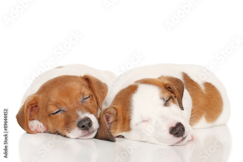 Jack Russell puppies sleep