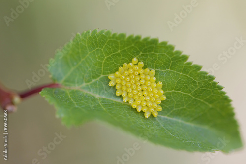 Black-veined White butterfly, Aporia crataegi Eggs on Green Leaf Close-up