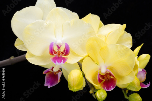 Yellow orchid isolated on black background