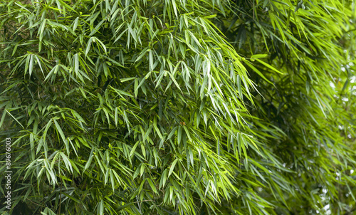 Fresh Bamboo leaves background