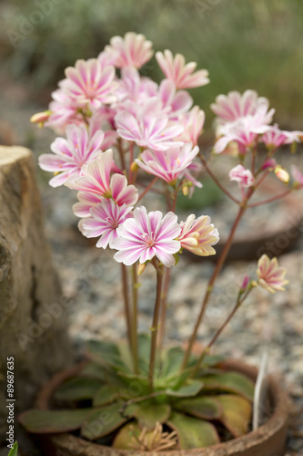 Pink Lewisa cotyledon