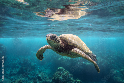 Green Sea Turtle at Surface