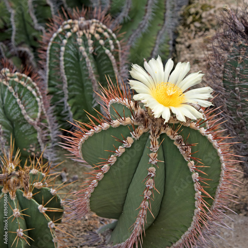 Kaktus - Astrophytum ornatum