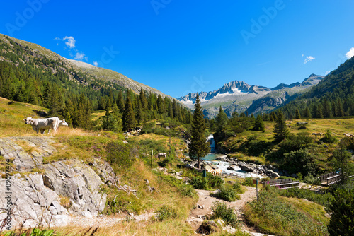 National Park of Adamello Brenta - Italy / Peak of Care Alto (3462 m) and Chiese river in the National Park of Adamello Brenta seen from the Val di Fumo. Trentino Alto Adige, Italy