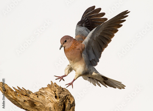 Dove in flight