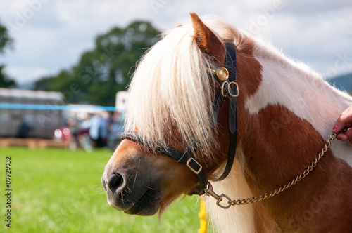 Portrait of a Miniature Shetland