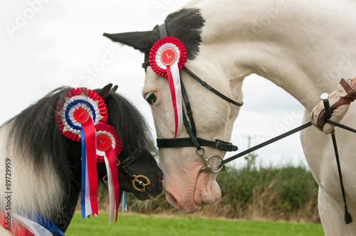 Two ponies nose to nose & displaying their rosettes 